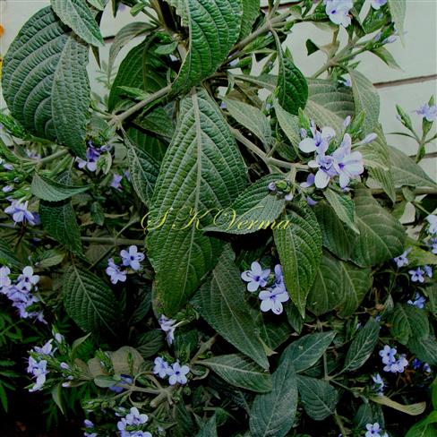  Flowering shoot